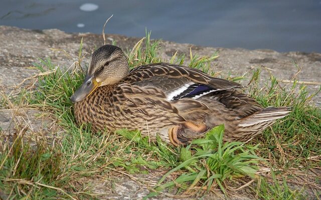 Krydsord for viderekomne: Strategier til de sværeste felter