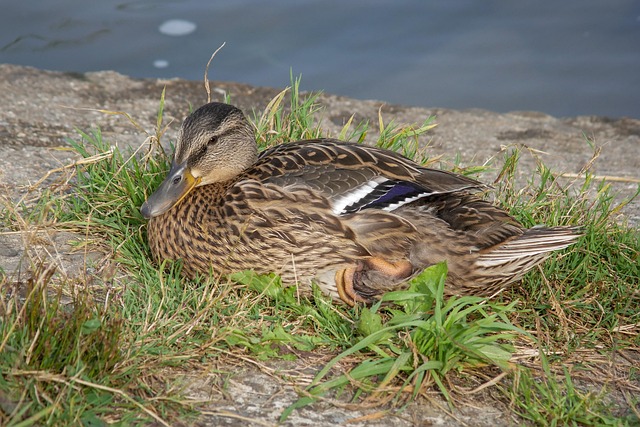 Krydsord for viderekomne: Strategier til de sværeste felter