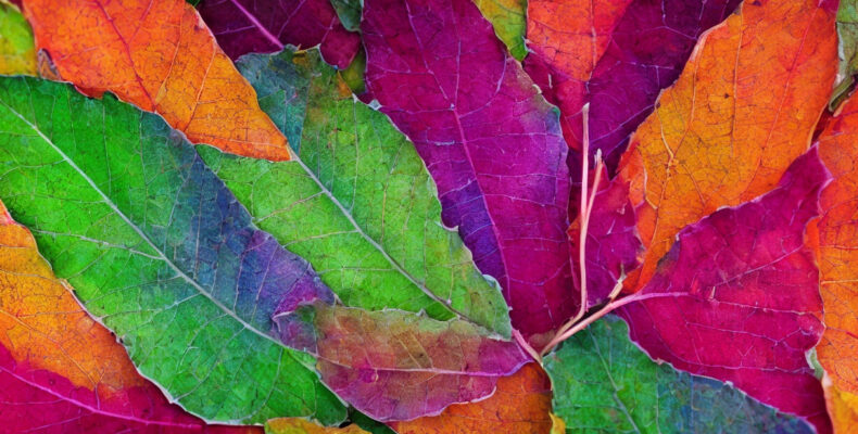 Opdag paletbladets fantastiske farvepalet og mønstre